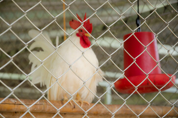 hen © saranya