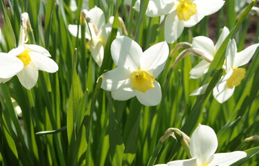 Flowers of daffodils on a Sunny day in the flower bed