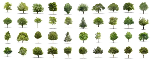Tuinposter High definition collection Tree isolated on a white background © Production Perig
