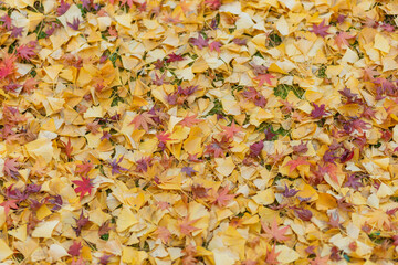 Autumn color change is season colorful, with red and yellow leaves alternates, beautiful nature moutain background in Eikando temple, Kyoto, Japan.