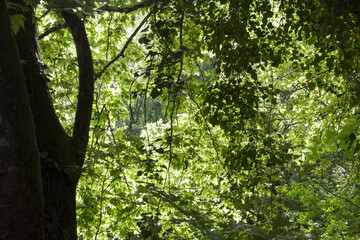 Fototapeta premium Forest
