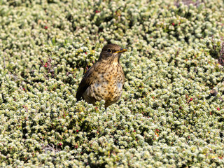 Falkland Thrush, Turdus f. Falclandii, Sounders Island, Falkland Islands-Malvinas