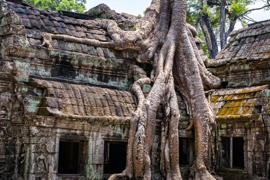 Tree roots over the beautiful Ta Prohm temple at Angkor, Siem Reap Province, Cambodia. It was founded by the Khmer King Jayavarman VII as a Mahayana Buddhist monastery and university.