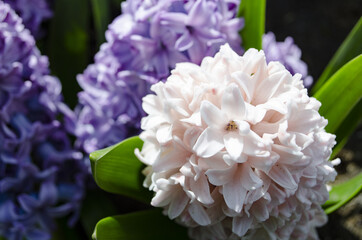 blue and white Hyacinths