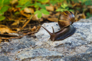 Moving of snail.