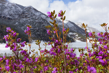 Blooming maralnik in the mountains, Altay, background blur