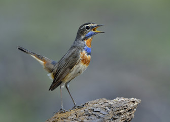 Slim brown bird with blue and orange feathers on chest lifting its tail while perching on the rock, beautiful Bluethroat (Luscinia svecica)