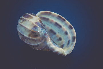 Sea Shell Macro Retro