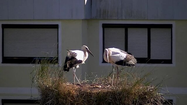 Ein junger Storch landet bei seinen Geschwistern im Nest