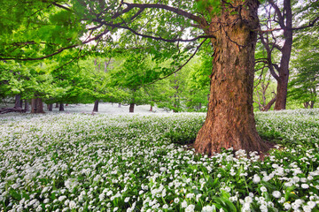 Naklejka premium Tree in white flowers meadow, beauty forest landscape
