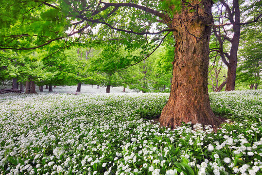 Tree in white flowers meadow, beauty forest landscape