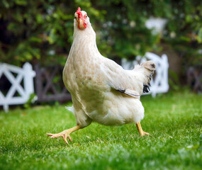 Funny runnigh chicken in bio farm