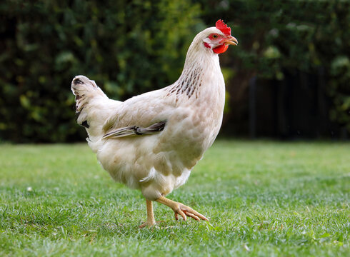 Hen in nature, Chicken