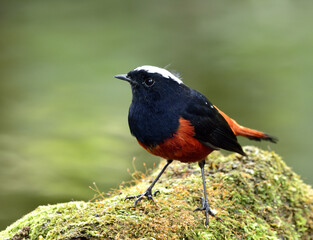 White-capped Water Redstart or River Chat (phoenicurus leucocephalus) black and red bird with white head standing on mossy ground in the stream over green blur background, exotic nature