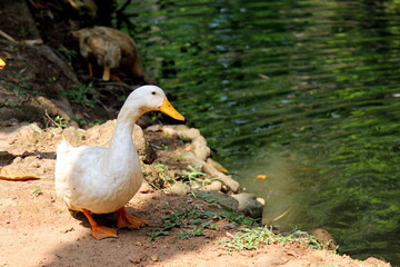 Duck on lake side