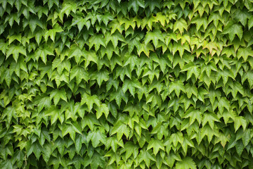 The green vine covers the entire wall