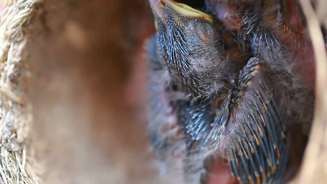 Video blind nestlings in the nest