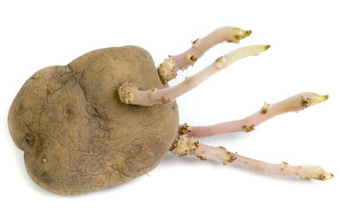 Germinated potatoes on white background