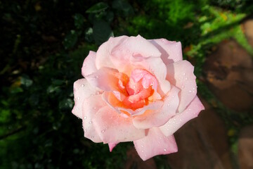 pink rose with raindrops in a garden