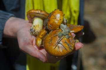 Suillus luteus mushroom