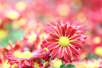 Red chrysanthemums flower