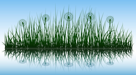 Obraz premium Green grass silhouettes with dandelion flowers on water surface, vector illustration.