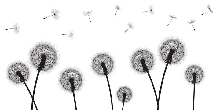 Fototapeta Abstract background with silhouette dandelion flowers and seeds, vector illustration.
