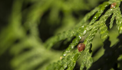 Diaspididae Pest is an insect on the leaves of thuja
