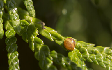 Diaspididae Pest is an insect on the leaves of thuja