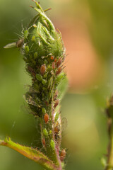 Brown orange aphids infesting a green rose stem and small leaf bud. Aphididae family.