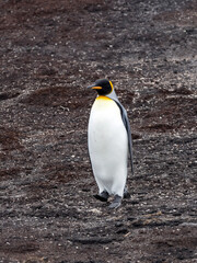 Fototapeta premium king penguin, Aptenodytes patagonicus, Volunteer point, Falkland Islands - Malvinas