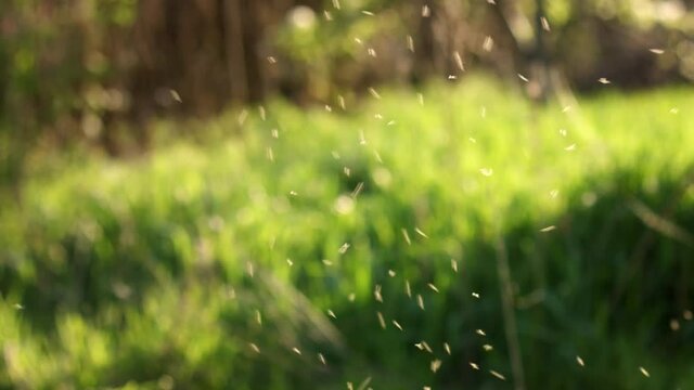Swarm of midges flying outdoors