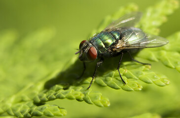 Fototapeta premium A Fly that is drinking water from a leaf