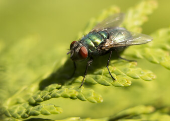 A Fly that is drinking water from a leaf