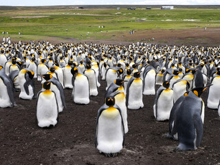 Big nesting colony king penguin, Aptenodytes patagonicus, Volunteer point, Falkland Islands -...