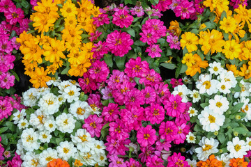 Colorful zinnia flower and green leaves in nature