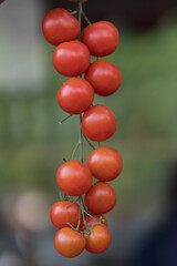 Bunch of red cherry tomatoes