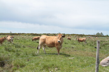 chef de l'Aubrac 2017