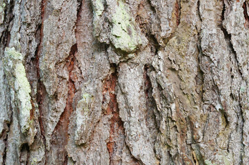 Texture of tree bark.