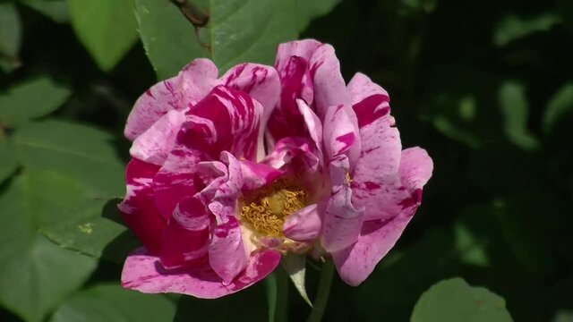 Eine rosa gesprengelte Rosenblüte bewegt sich im Wind (Nahaufnahme)