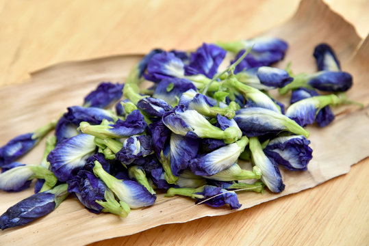 Pea flowers, Clitoria ternatea, butterfly blue. Asian pigeonwings (Clitoria ternatea ) prepare for Butterfly Pea Juice.