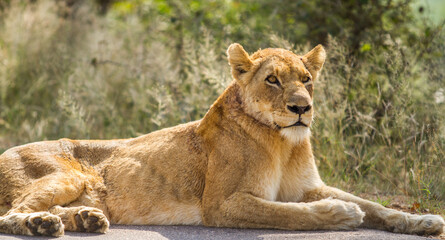 Fototapeta na wymiar female lion