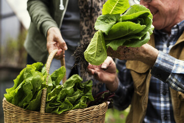 Senior adult couple picking vegetable from backyard garden