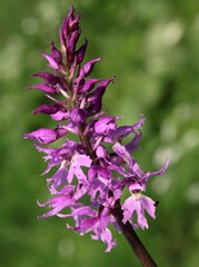 wild orchid on meadow