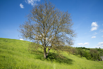 A dry walnut tree due to the scales temperatures in May
