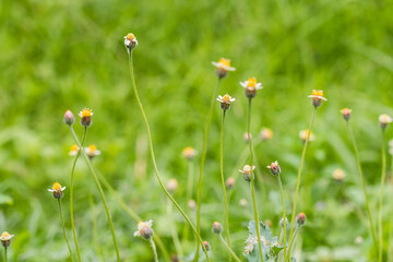 small flower in forest