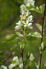 Blossom of serviceberry tree with bokeh background close-up, selective focus, shallow DOF