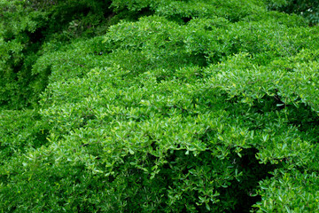 Green leaves background on the tree, Greenery leaf background texture. Beautiful green leaves background. Garden and Green wall, leafs texture, texture of green leaves.