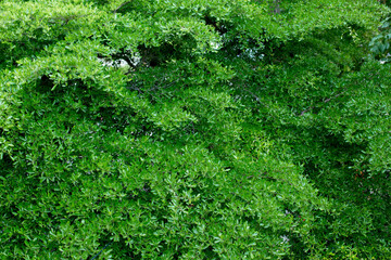 Green leaves background on the tree, Greenery leaf background texture. Beautiful green leaves background. Garden and Green wall, leafs texture, texture of green leaves.