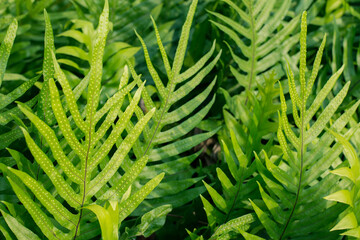  fern leaves in the garden, Fresh green fern leaves on green background in the garden sunlight.  Texture of fern leaves, Fern leaf in Forest. Garden and Green wall.